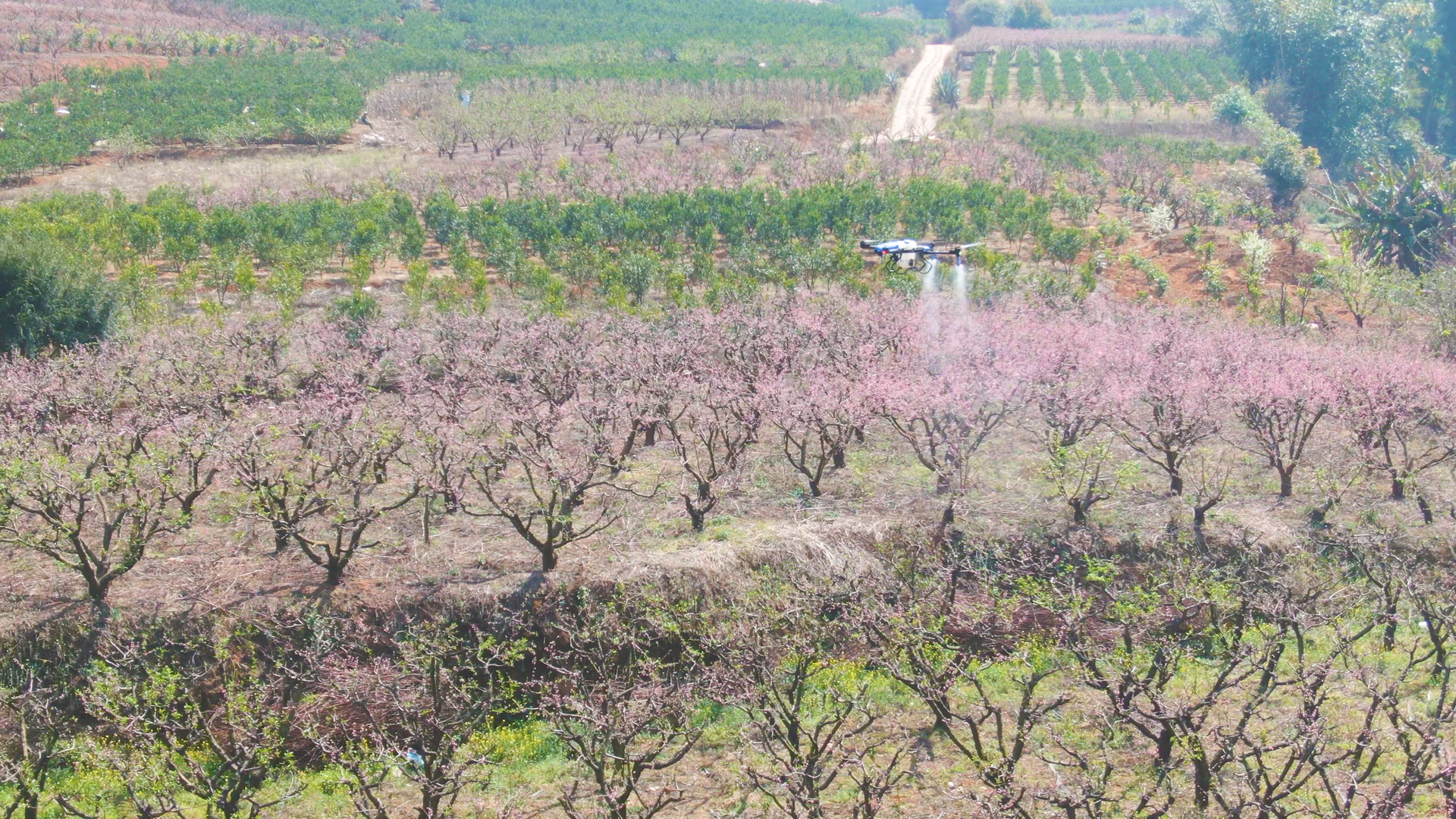 云南元江飞防队.01_45_33_18.Still006.png